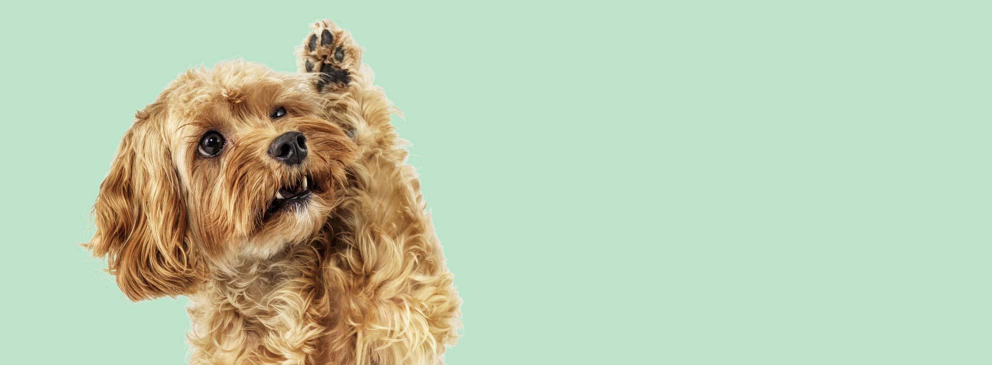 A dog raising its paw hero banner