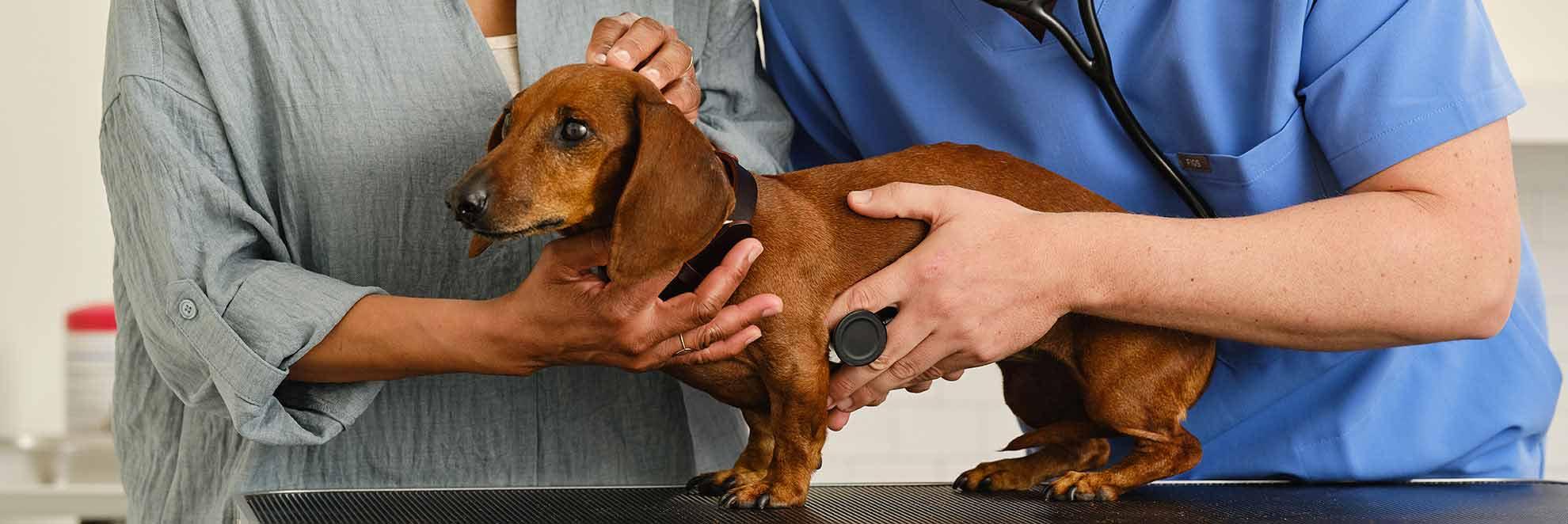 Daschund dog held by two people
