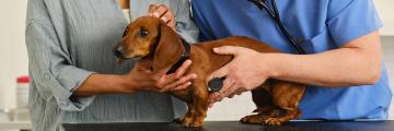 Daschund dog held by two people