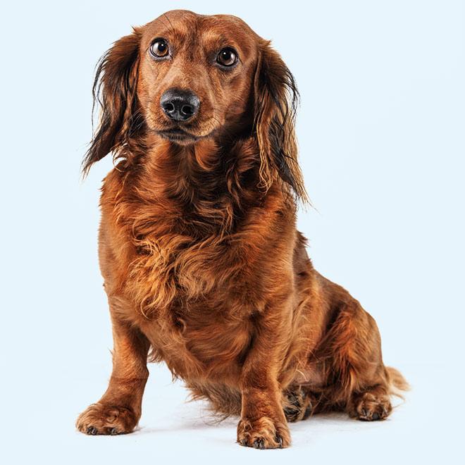A sitting Daschund